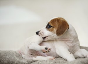 Kožní značky u psů:Příčiny, identifikace a odstranění