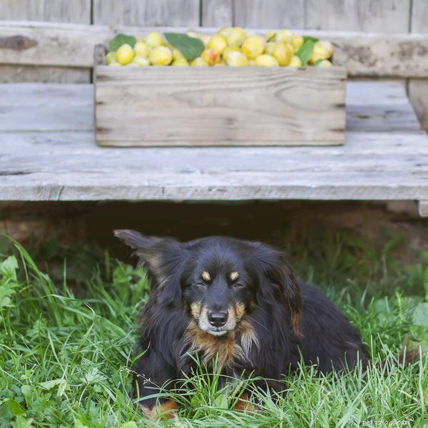 Kan hundar äta plommon? Svaret är komplicerat