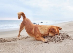 Почему ваша собака чихает? Общие и тревожные причины