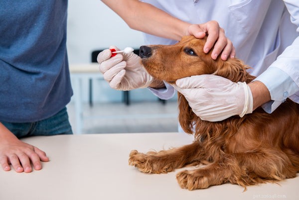 Waarom niest uw hond? Veelvoorkomende en zorgwekkende oorzaken