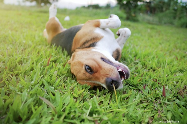 De voordelen van bottenbouillon voor honden en hoe je het veilig kunt voeren