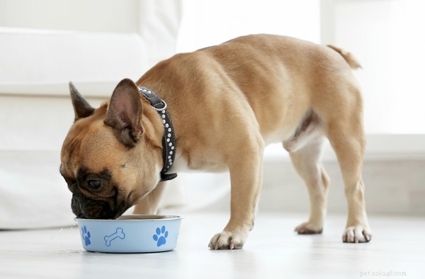 Les avantages du bouillon d os pour les chiens et comment le nourrir en toute sécurité