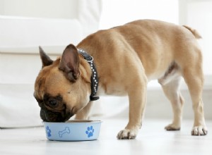 Os benefícios do caldo de osso para cães e como alimentá-lo com segurança