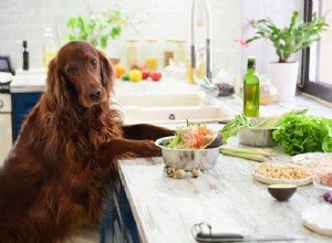 犬はセロリを食べることができますか？このスナックがあなたのペットにどのように影響するか 