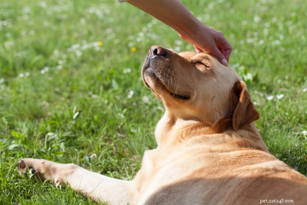 Kan hundar äta selleri? Hur detta mellanmål påverkar ditt husdjur