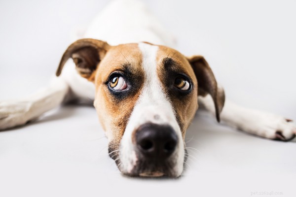 Kan hundar äta sparris? Hälsofördelarna och riskerna