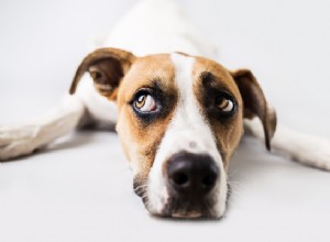 Můžou psi jíst chřest? Zdravotní přínosy a rizika