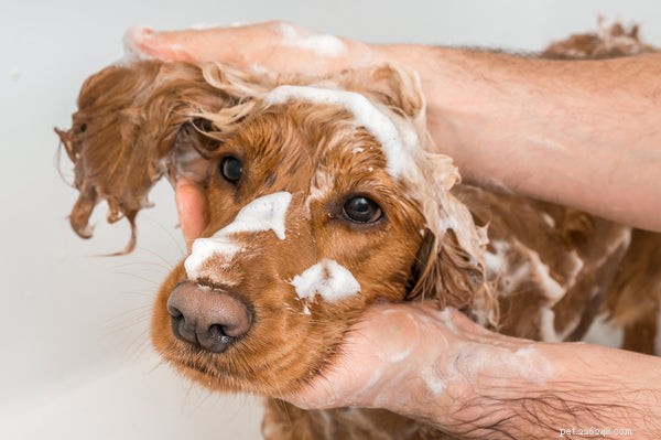 Acabe com a coceira:o que esperar do teste de alergia em cães