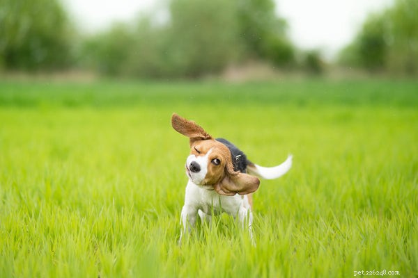가려움증 없애기:개 알레르기 검사에서 기대할 수 있는 것