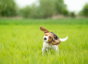 가려움증 없애기:개 알레르기 검사에서 기대할 수 있는 것