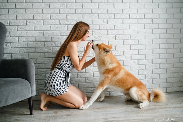 Ditch the Itch:wat te verwachten van hondenallergietests