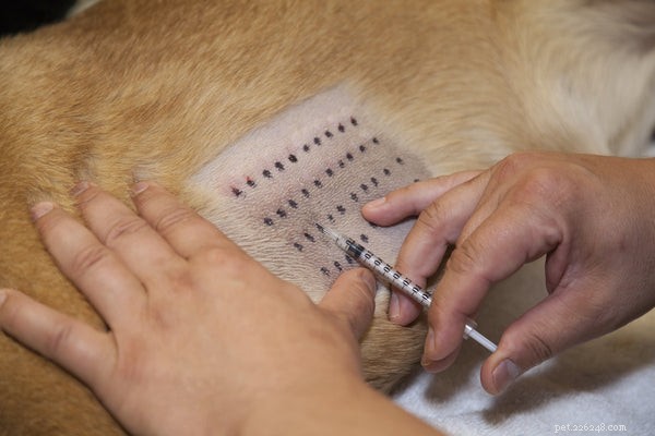 かゆみを捨てる：犬のアレルギー検査から何を期待するか 