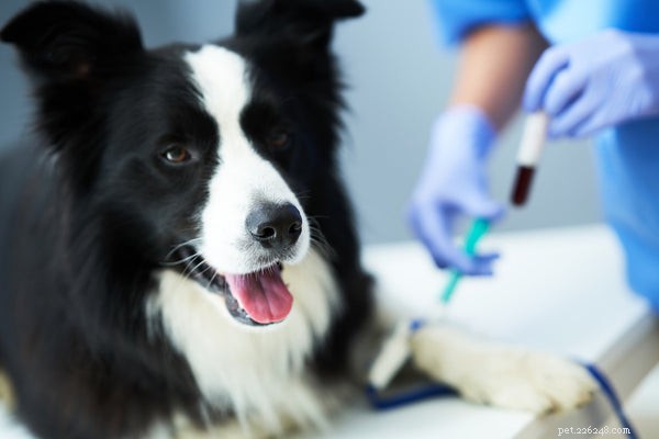 Acabe com a coceira:o que esperar do teste de alergia em cães