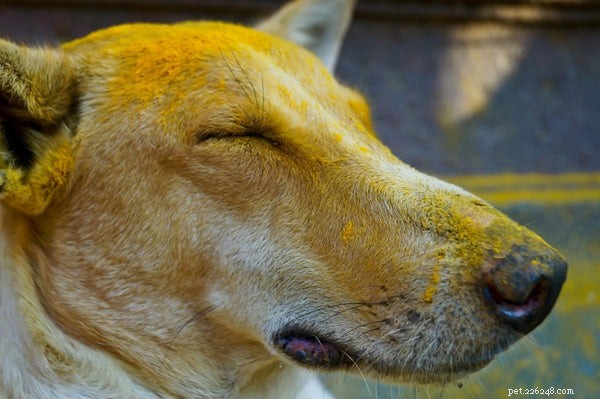 Gurkmeja för hundar:fördelarna med denna gyllene krydda