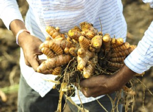 Curcuma pour chiens :les bienfaits de cette épice dorée