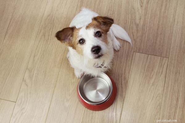 Proč můj pes zvrací nestrávené jídlo a co mohu dělat?