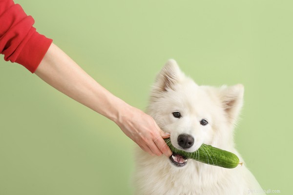 Les chiens peuvent-ils manger des concombres ? Un regard sur ce légume hydratant