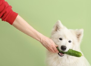 Os cães podem comer pepinos? Uma olhada neste vegetal hidratante