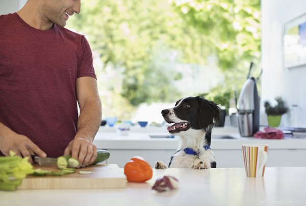 Kan hundar äta gurka? En titt på denna återfuktande grönsak