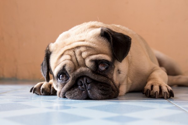 Sinais de infecção do trato urinário em cães para discutir com seu veterinário