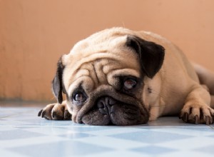 Sinais de infecção do trato urinário em cães para discutir com seu veterinário