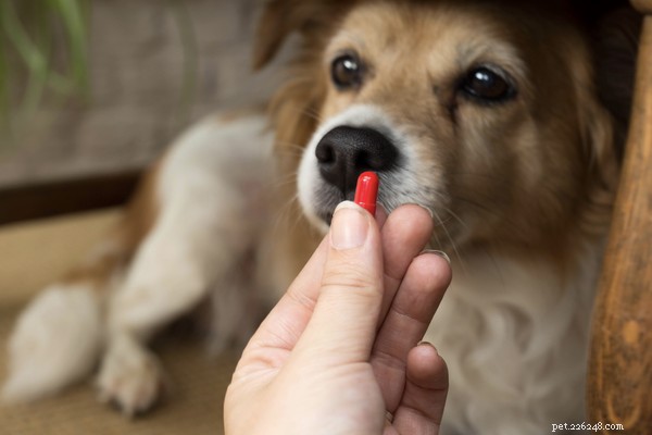 Tekenen van een urineweginfectie bij honden om met uw dierenarts te bespreken