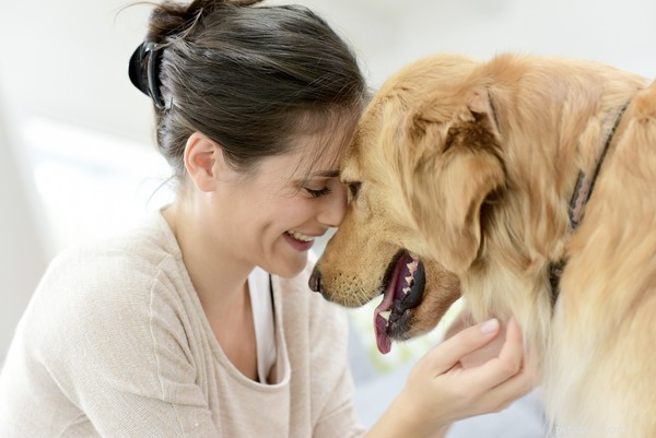 Segni di un infezione del tratto urinario nei cani da discutere con il veterinario