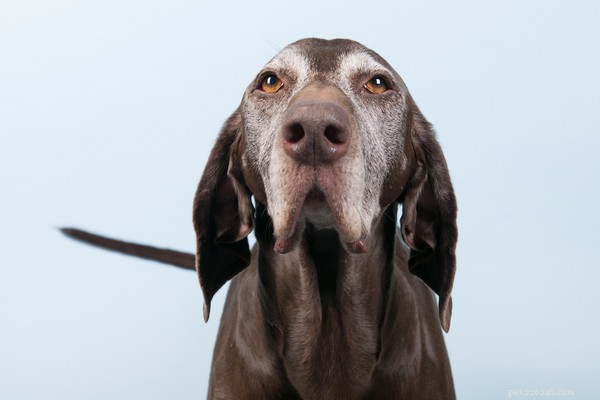 Kan glukosamin för hundar hjälpa husdjur med ledvärk?