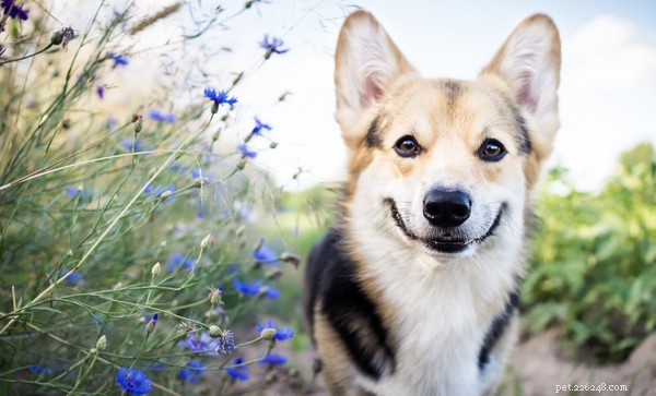 Kan glucosamine voor honden huisdieren met gewrichtspijn helpen?