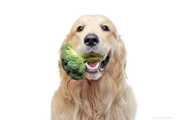 I cani possono mangiare i broccoli? Benefici e rischi per la salute