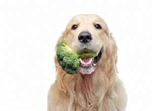 개가 브로콜리를 먹을 수 있습니까? 건강상의 이점 및 위험
