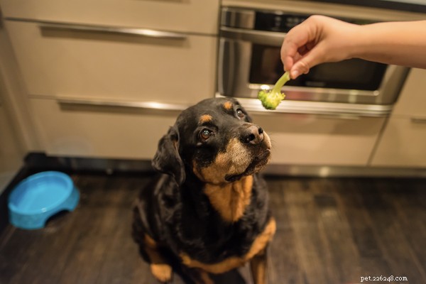 Kunnen honden broccoli eten? Gezondheidsvoordelen en gevaren