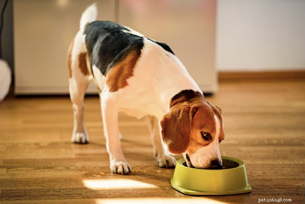 Kan hundar äta majs eller är det för riskabelt?