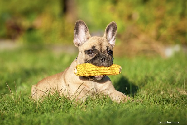 犬はとうもろこしを食べることができますか、それとも危険すぎますか？ 