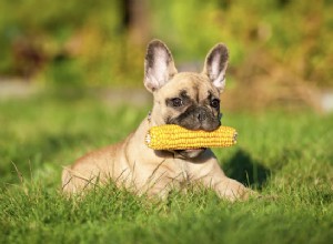 Mohou psi jíst kukuřici nebo je to příliš riskantní?