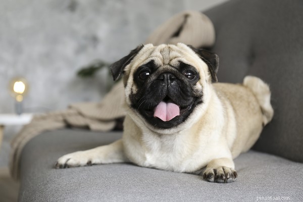 Hoe herken je omgekeerd niezen bij honden? 