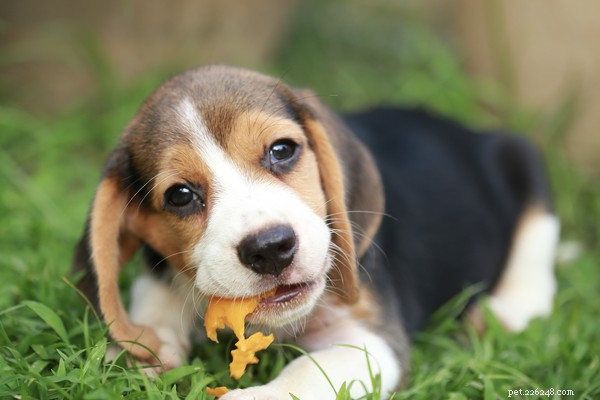 Zoete lekkernijen voor onze beste vrienden:mogen honden meloen eten?