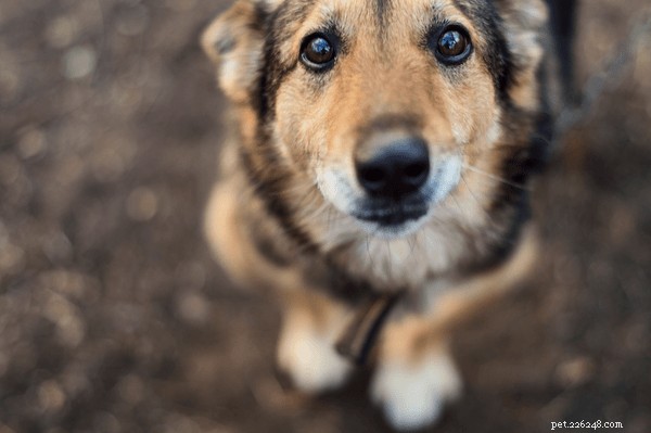 Alívio natural da dor para cães:remédios de ervas e estilo de vida
