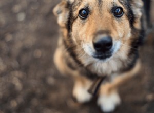Природное обезболивающее для собак:растительные средства и средства для образа жизни