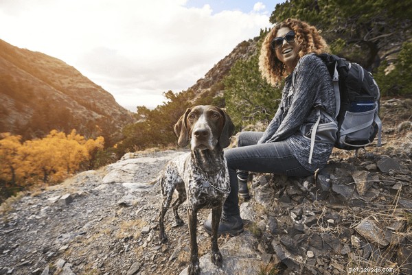 犬のための自然な痛みの軽減：ハーブとライフスタイルの救済 