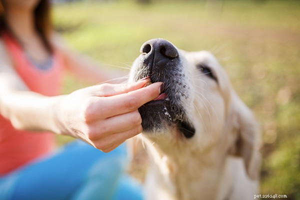 Het beste hondenvoer voor allergieën en andere behandelingsopties