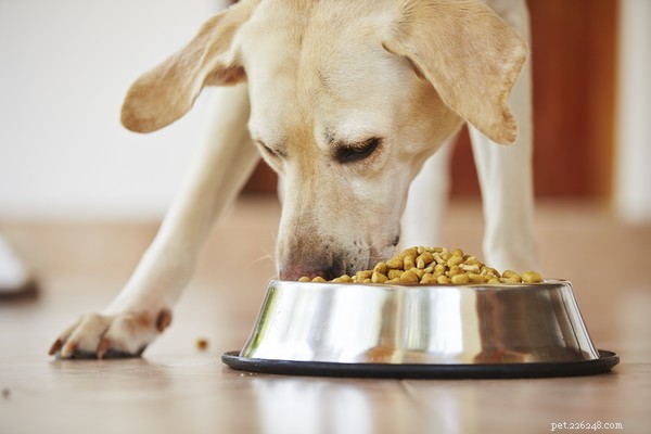 Il miglior cibo per cani per allergie e altre opzioni di trattamento