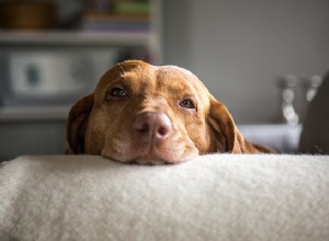 犬小屋の咳の症状の認識と対応 