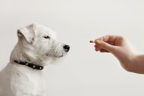Kan jag ge min hund Benadryl? Hur det här rosa pillret påverkar våra husdjur
