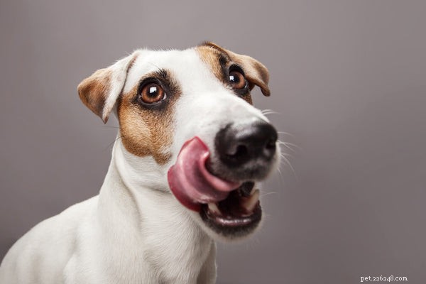 Cvakání psích zubů:Co stojí za tímto zvláštním chováním?