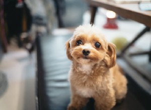 Как клетчатка для собак помогает пищеварению (и лучшие источники клетчатки)