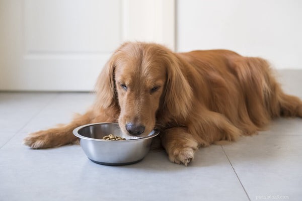 Hoe vezels voor honden de spijsvertering helpen (en de beste vezels)