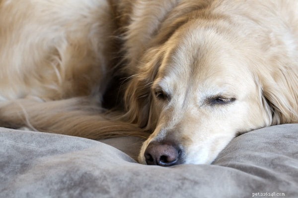 Как справиться с болью в суставах у собак и поддержать здоровое движение