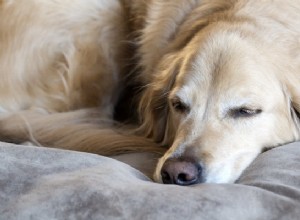 Como tratar a dor nas articulações do cão e apoiar movimentos saudáveis