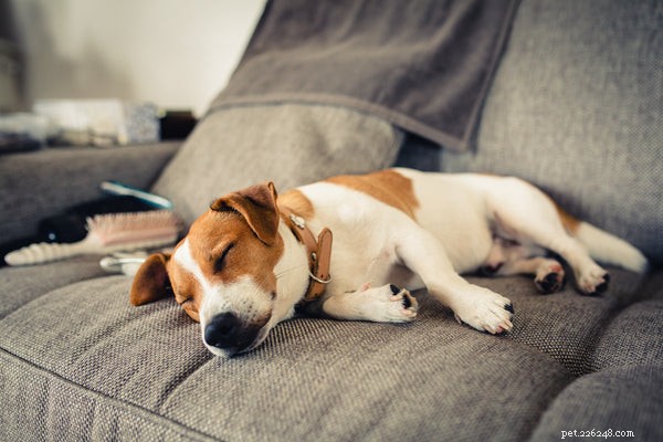 Безопасно ли использовать мелатонин для собак?